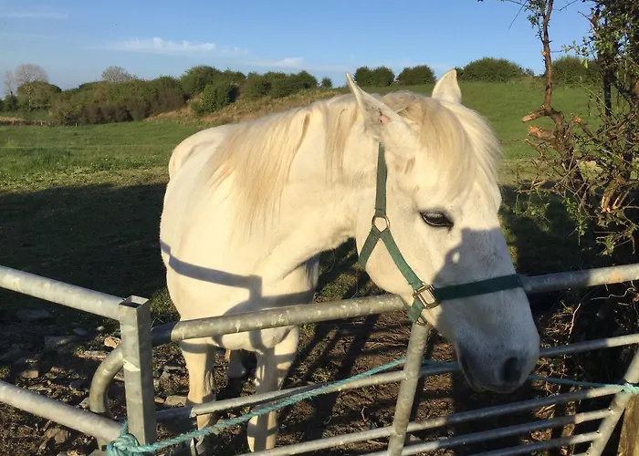Glamping At Doon Angus Farm *